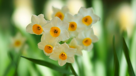 可児市 造園 ガーデニング オススメ植物 スイセン サンガーデンエクステリア サンガーデンエクステリア情報 おすすめ植物 花 苗 球根 サンガーデンエクステリア