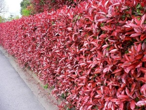 造園 オススメプランツ レッドロビン サンガーデンエクステリア 可児 サンガーデンエクステリア情報 おすすめ植物 花 苗 球根 サンガーデンエクステリア