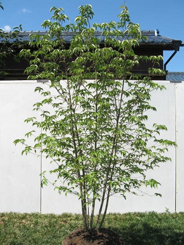 常緑樹 ヤマボウシ サンガーデンエクステリア情報 おすすめ植物 常緑の庭木 一年中葉っぱがあるもの サンガーデンエクステリア